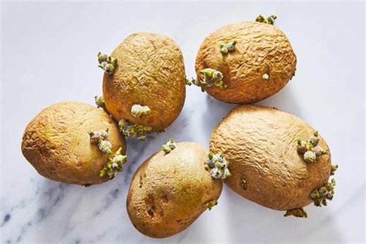 Can you grow potatoes from store bought potatoes that are sprouting?