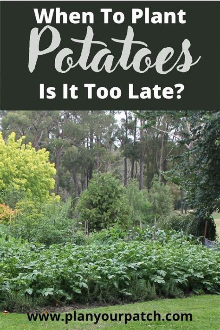 How late can you plant potatoes?