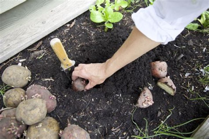 How many potatoes can you grow from one potato plant?