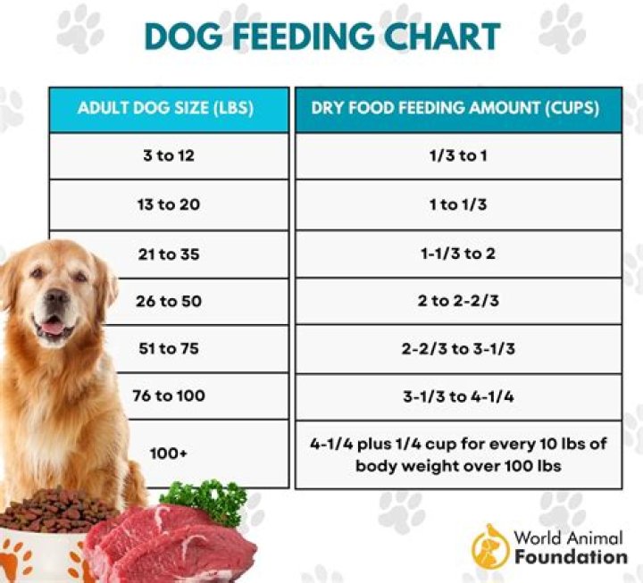How much raw potato can a dog eat?