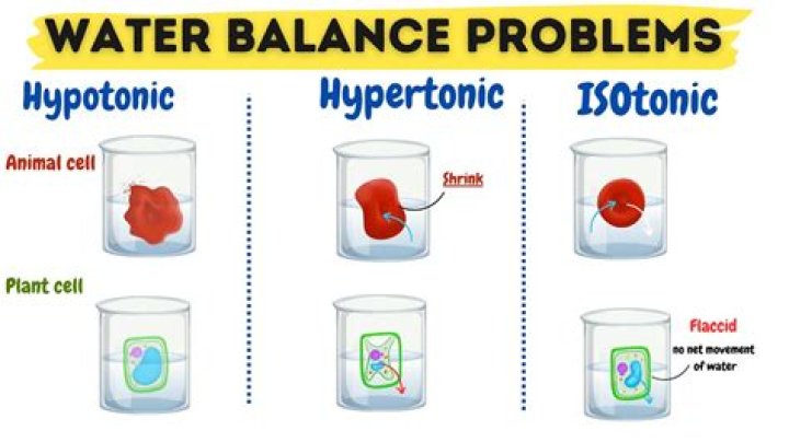 Was the water hypotonic or hypertonic to the potato?