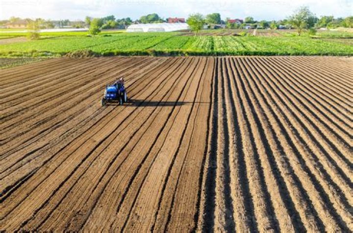 What culture first cultivated the potato?